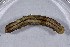  ( - DLW-003928)  @11 [ ] Copyright (2022) The Caterpillar Lab University of Connecticut