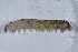  ( - DLW-003957)  @11 [ ] Copyright (2022) The Caterpillar Lab University of Connecticut