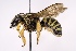 (Trachusa dorsalis - DLW-004390)  @11 [ ] Copyright (2023) David L. Wagner University of Connecticut