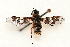  (Thyridanthrax pertusus - DLW-005140)  @11 [ ] Copyright (2025) Doug Danforth Richard Bailowitz Collection