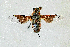  (Thyridanthrax selene - DLW-005141)  @11 [ ] Copyright (2025) Doug Danforth Richard Bailowitz Collection