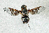  (Thyridanthrax fenastritoides - DLW-005142)  @11 [ ] Copyright (2025) Doug Danforth Richard Bailowitz Collection