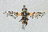  (Thyridanthrax luminis - DLW-005143)  @11 [ ] Copyright (2025) Doug Danforth Richard Bailowitz Collection
