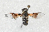  (Thyridanthrax minusculus/minuscula ms - DLW-005145)  @11 [ ] Copyright (2025) Doug Danforth Richard Bailowitz Collection
