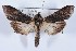  (Cucullia eucaena - DLW-000088)  @13 [ ] No Rights Reserved (2015) David L. Wagner University of Connecticut