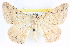  ( - BIOUG04671-A05)  @14 [ ] CreativeCommons - Attribution (2013) CBG Photography Group Centre for Biodiversity Genomics