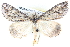  ( - BIOUG04671-C02)  @13 [ ] CreativeCommons - Attribution (2013) CBG Photography Group Centre for Biodiversity Genomics
