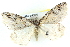  ( - BIOUG04671-C04)  @13 [ ] CreativeCommons - Attribution (2013) CBG Photography Group Centre for Biodiversity Genomics