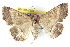  ( - BIOUG04671-E10)  @13 [ ] CreativeCommons - Attribution (2013) CBG Photography Group Centre for Biodiversity Genomics