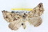  (Dichromodes sp. ANIC15 - BIOUG04671-G09)  @14 [ ] CreativeCommons - Attribution (2013) CBG Photography Group Centre for Biodiversity Genomics