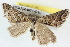  ( - BIOUG04671-G10)  @12 [ ] CreativeCommons - Attribution (2013) CBG Photography Group Centre for Biodiversity Genomics