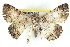  ( - BIOUG04671-H06)  @13 [ ] CreativeCommons - Attribution (2013) CBG Photography Group Centre for Biodiversity Genomics