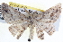  ( - BIOUG04000-A09)  @14 [ ] CreativeCommons - Attribution (2012) CBG Photography Group Centre for Biodiversity Genomics