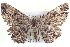  ( - BIOUG04000-B09)  @14 [ ] CreativeCommons - Attribution (2012) CBG Photography Group Centre for Biodiversity Genomics