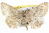  ( - BIOUG04000-B10)  @14 [ ] CreativeCommons - Attribution (2012) CBG Photography Group Centre for Biodiversity Genomics