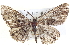  ( - BIOUG04000-C06)  @13 [ ] CreativeCommons - Attribution (2012) CBG Photography Group Centre for Biodiversity Genomics