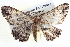  ( - BIOUG04000-F03)  @13 [ ] CreativeCommons - Attribution (2012) CBG Photography Group Centre for Biodiversity Genomics
