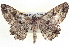  ( - BIOUG04000-F06)  @13 [ ] CreativeCommons - Attribution (2012) CBG Photography Group Centre for Biodiversity Genomics