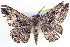  ( - BIOUG04000-F07)  @13 [ ] CreativeCommons - Attribution (2012) CBG Photography Group Centre for Biodiversity Genomics