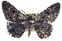  ( - BIOUG04001-F11)  @13 [ ] CreativeCommons - Attribution (2012) CBG Photography Group Centre for Biodiversity Genomics