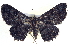  ( - BIOUG04001-F12)  @13 [ ] CreativeCommons - Attribution (2012) CBG Photography Group Centre for Biodiversity Genomics