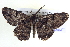  ( - BIOUG04001-G04)  @13 [ ] CreativeCommons - Attribution (2012) CBG Photography Group Centre for Biodiversity Genomics