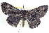  ( - BIOUG04001-G05)  @13 [ ] CreativeCommons - Attribution (2012) CBG Photography Group Centre for Biodiversity Genomics