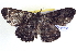  ( - BIOUG04001-G06)  @13 [ ] CreativeCommons - Attribution (2012) CBG Photography Group Centre for Biodiversity Genomics