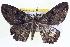  ( - BIOUG04001-G07)  @13 [ ] CreativeCommons - Attribution (2012) CBG Photography Group Centre for Biodiversity Genomics