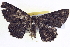  ( - BIOUG04001-G11)  @13 [ ] CreativeCommons - Attribution (2012) CBG Photography Group Centre for Biodiversity Genomics