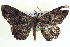  ( - BIOUG04001-G12)  @13 [ ] CreativeCommons - Attribution (2012) CBG Photography Group Centre for Biodiversity Genomics