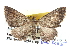  ( - BIOUG04002-A08)  @14 [ ] CreativeCommons - Attribution (2012) CBG Photography Group Centre for Biodiversity Genomics