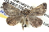  ( - BIOUG04002-B04)  @13 [ ] CreativeCommons - Attribution (2012) CBG Photography Group Centre for Biodiversity Genomics