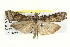  ( - BIOUG04002-C10)  @12 [ ] CreativeCommons - Attribution (2012) CBG Photography Group Centre for Biodiversity Genomics