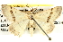  ( - BIOUG04003-A06)  @13 [ ] CreativeCommons - Attribution (2012) CBG Photography Group Centre for Biodiversity Genomics