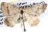  ( - BIOUG04003-A11)  @12 [ ] CreativeCommons - Attribution (2012) CBG Photography Group Centre for Biodiversity Genomics