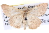  (Scopula optivata - BIOUG04003-B03)  @16 [ ] CreativeCommons - Attribution (2012) CBG Photography Group Centre for Biodiversity Genomics