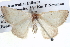  ( - BIOUG04003-D10)  @12 [ ] CreativeCommons - Attribution (2012) CBG Photography Group Centre for Biodiversity Genomics