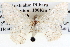  ( - BIOUG04003-E03)  @13 [ ] CreativeCommons - Attribution (2012) CBG Photography Group Centre for Biodiversity Genomics