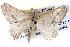  ( - BIOUG04004-B03)  @12 [ ] CreativeCommons - Attribution (2012) CBG Photography Group Centre for Biodiversity Genomics