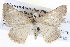  ( - BIOUG04004-B06)  @12 [ ] CreativeCommons - Attribution (2012) CBG Photography Group Centre for Biodiversity Genomics