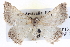  ( - BIOUG04004-C04)  @14 [ ] CreativeCommons - Attribution (2012) CBG Photography Group Centre for Biodiversity Genomics