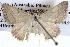  ( - BIOUG04004-G04)  @12 [ ] CreativeCommons - Attribution (2012) CBG Photography Group Centre for Biodiversity Genomics