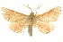  ( - BIOUG04032-C05)  @15 [ ] CreativeCommons - Attribution (2012) CBG Photography Group Centre for Biodiversity Genomics