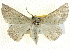  ( - BIOUG04032-G08)  @14 [ ] CreativeCommons - Attribution (2012) CBG Photography Group Centre for Biodiversity Genomics