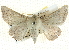  ( - BIOUG04032-G09)  @14 [ ] CreativeCommons - Attribution (2012) CBG Photography Group Centre for Biodiversity Genomics