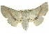  ( - BIOUG04032-G10)  @15 [ ] CreativeCommons - Attribution (2012) CBG Photography Group Centre for Biodiversity Genomics