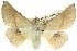  (Oenochroma sp. ANIC2 - BIOUG04032-H01)  @15 [ ] CreativeCommons - Attribution (2012) CBG Photography Group Centre for Biodiversity Genomics
