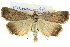 ( - BIOUG04033-A09)  @15 [ ] CreativeCommons - Attribution (2012) CBG Photography Group Centre for Biodiversity Genomics