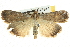  ( - BIOUG04033-A12)  @13 [ ] CreativeCommons - Attribution (2012) CBG Photography Group Centre for Biodiversity Genomics